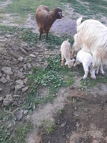 keci satisi: Dişi, Zanen, il: 1, 40 kq, Südlük, Ünvandan götürmə — 4