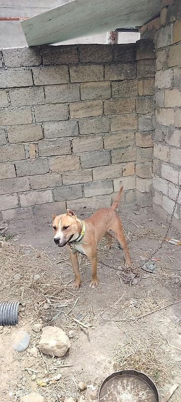 itler pitbull: Salam 11 aylix təmiz pitbuldur admala qəti işi yoxdur bütün vaksinleri — 2