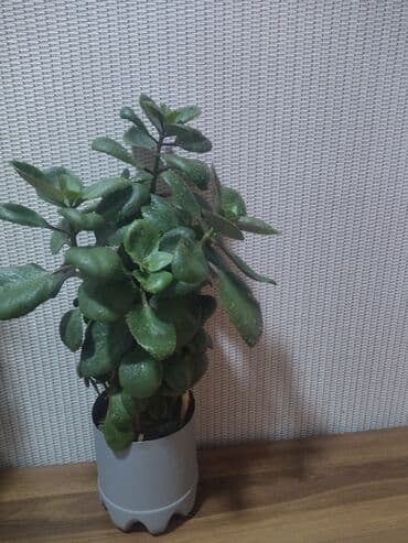 Gübrələr: Sukkulent “Kalankoe – Bryophyllum (Mother of Thousands)” saksıda — 3