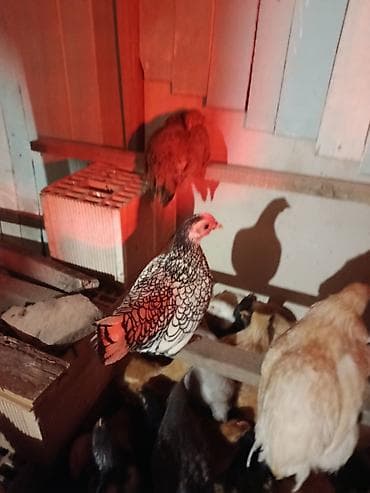 kənd toyuqu: Toyuq, Damazlıq — 2