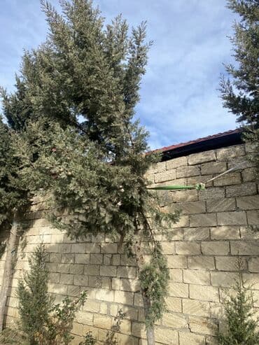 Thuja (arhiya) ağacı – dekorativ həmişəyaşıl - Növ: Thuja (həyət və