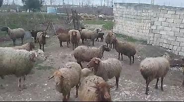 Qazlar: Qoyun sürüsü – ana qoyunlar və balalılar Məhsul təsviri: - Şəkillərdə — 3