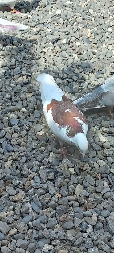 göyercin yuvası: Məhsul: Qüvvətli uçuş və baxımlı görünüşə malik ev göyərçinləri — 34