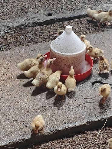 imisli yemi qiymeti: Salam, ciddi alıcılar əlaqə saxlasın, 16-17 günlük ördəklərdi sayı 300 — 5