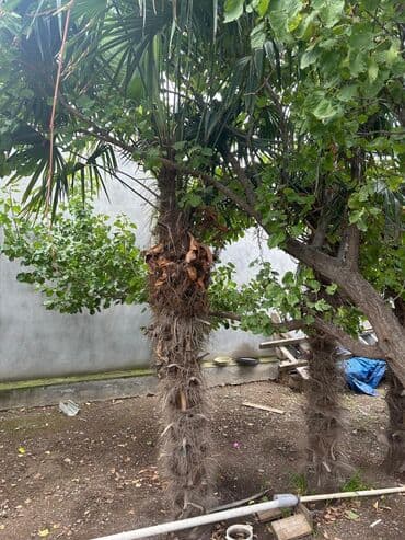 ağaç: Dekorativ palma ağacları - Növ: Fan palmaya bənzər, iri yelpik — 2