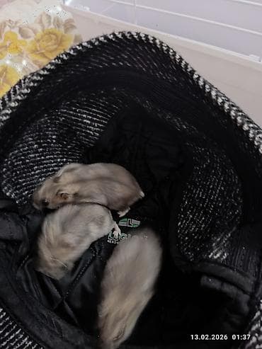 balaca pişikler: Cırtdan xomyak (cücə hamster) – boz-gümüşü rəng, qara parlaq gözlər — 4