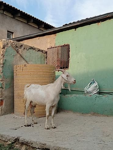keci satılır: Dişi, Zanen, il: 1, 60 kq, Damazlıq, Südlük, Ətlik, Pulsuz çatdırılma — 1