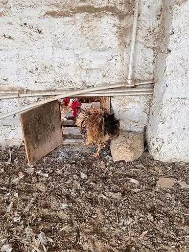 Xoruz, il: 1, Ünvandan götürmə lalafo.az -da Xoruz, il: 1, Ünvandan götürmə