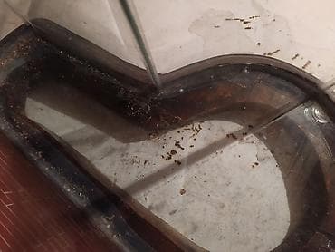 əl meymunu: Akvaryum qizqalasi təsviri kimidir çox gözəldir el işidir aşağı yeri — 6