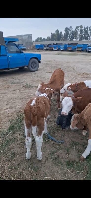ala inek: Məhsul: Simmental tipli buzovlar Təsvir: - Şəkillərdə ağ-qəhvəyi — 4