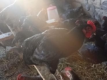 toyuq cinsleri: Məhsul: Yerli qarışıq cins toyuq və xoruzlar4 aylikdirlar Təsvir: - — 9