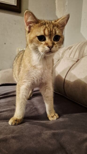 золотая шиншилла баку: Золотая шиншилла, Самец, Для вязки — 8