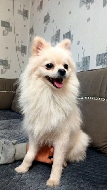 çoban iti adları: Şpitz — 1