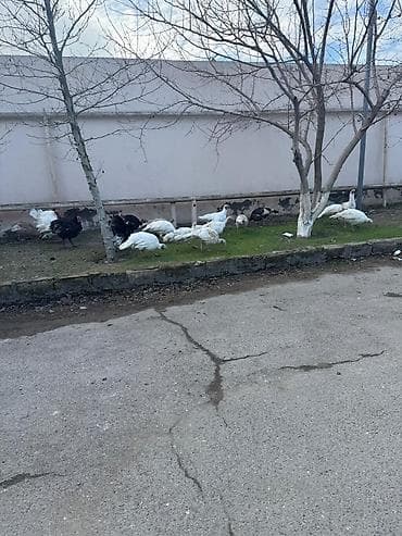 Kənd təsərrüfatı quşları: Tecili Satılır! 18 eded hinduşka. 4 erkek qalanı fere. Hazırda — 4
