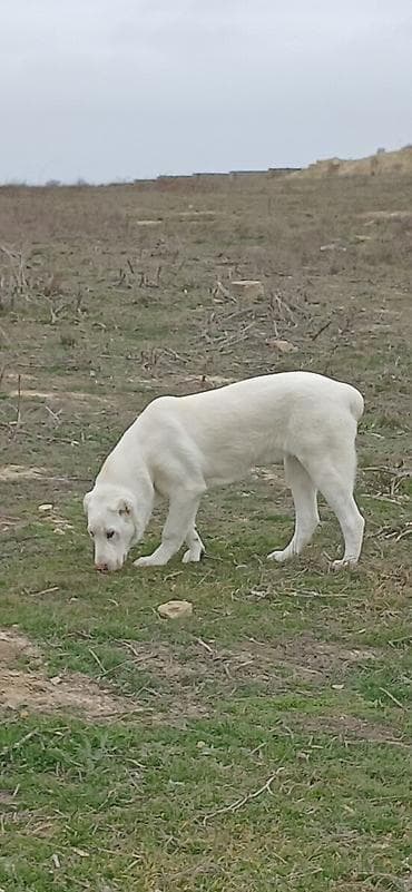 biq 6: Alabay, 6 ay, Dişi, Cütləşmə üçün, Ödənişli çatdırılma — 8