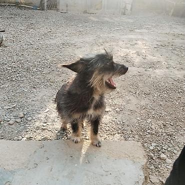 itler tap az: 8 ay, Dişi, Ünvandan götürmə — 1