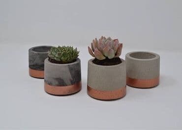 kaktus gulleri: Vaza dəsti — 1