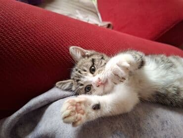 şotlant pişiyi: Erkək — 7