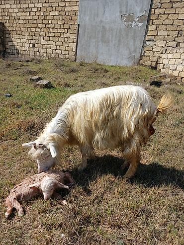 Atlar: Teze doğmuş keçidi,balasi erkey ele indi dogubdur 260 azn.Unvan — 1