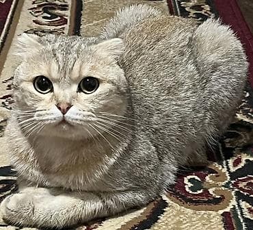 Şinşilla, Dişi, Ünvandan götürmə