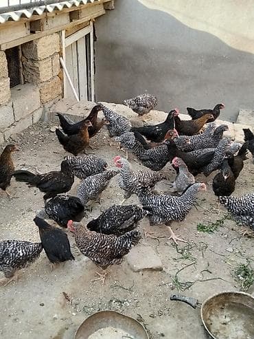 Toyuq, Damazlıq lalafo.az -da Toyuq, Damazlıq