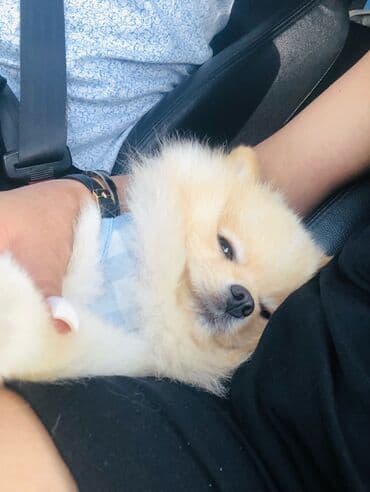 cütleşdirilir: Шпиц, 2 года, Самец, Для вязки, Бесплатная доставка, Доставка в районы — 3