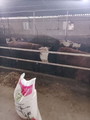 cins ineklerin satisi 2018: Hereford tipli ətlik danalar – fermadan - Şəkildəki bağlamalı fermada — 13