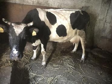 mal inək: Dişi, il: 8, Südlük, Ünvandan götürmə — 4