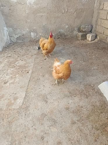 sort toyuqlar: Toyuq, Orpington, Damazlıq, Ödənişli çatdırılma — 2