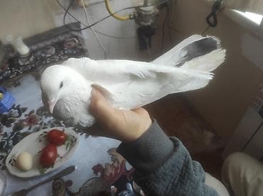 Птицы: 2 ədəd göyərçin satılır. Çöldə tapmışıq, hazırda baxımlıdır — 5