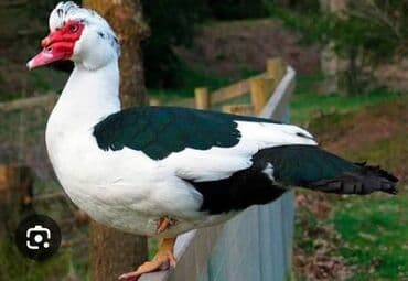 Inəklər, öküzlər: 30 ədəd 2 aylıq Lal ördək balaları. 9 ədəd böyük Lal ördək. 2 ədəd — 3