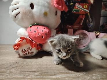 doberman qiyməti: Erkek ve dişi. Oynaqdırlar.yaxşı baxana satılır ucuz qiymətə — 1