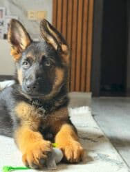 çubuş itlər: Alman çoban iti, Peyvəndli — 2