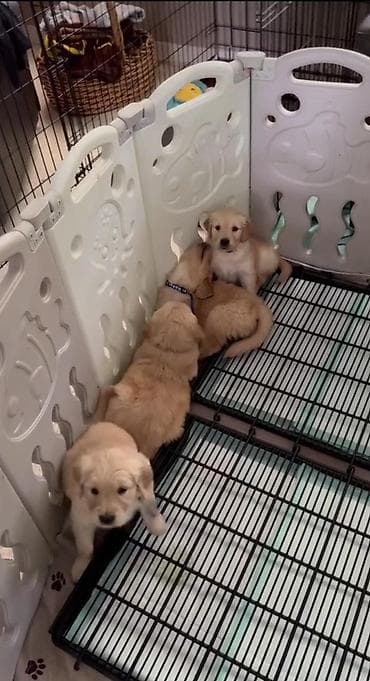 nemeski afcarka balasi: Retriever, 2 ay, Peyvəndli, Ünvandan götürmə — 2