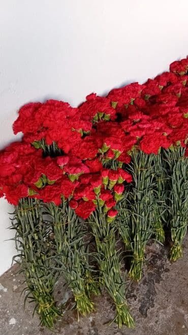 güllər: Qərənfil gülünün topdan və pərakəndə satışı mövcuddur öz isti — 4