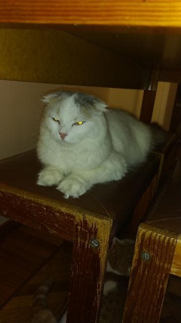 akvarium 120 cm: Erkək, Yaxşı əllərə, Ünvandan götürmə — 4