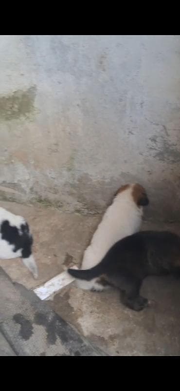 dog: 2 ay, Peyvəndli — 5