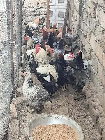 Digər qida məhsulları: Kənd toyuğu Chicken Bütöv — 7