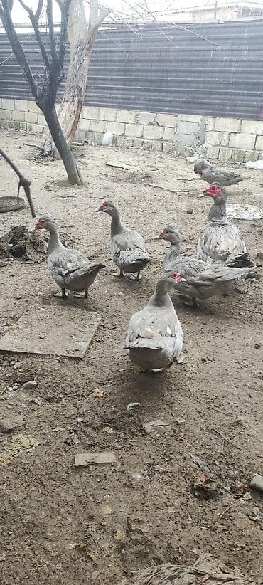 Собаки: Saf qan Lavanta ördək balası — 7