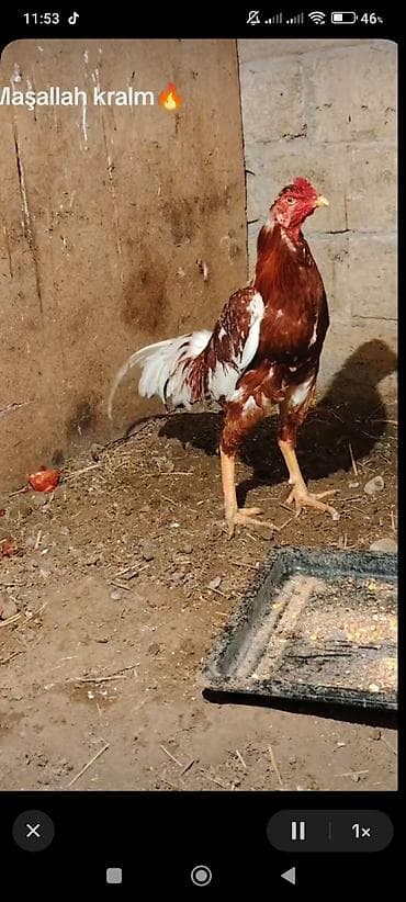 Cins xoruz – oyun/uzunboylu tip - Rəng: qırmızı-qəhvəyi üstündə ağ