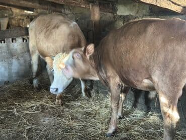 heyvan bazari inekler: Самка, лет: 1, 100120 кг, Для разведения — 5