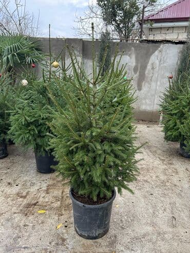 Ландшафтные работы: Dekarativ agaclarin satişi çatrlme ekme odenişludir qazon torf — 3