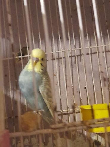 ev iti satisi: 7 ayliq erkek anasi renbov atasi spenger cexden donmedi iri quwdu — 1