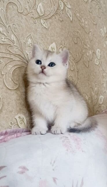 syam pişik: Britan, Erkək, Dişi, Yaxşı əllərə, Ünvandan götürmə — 4