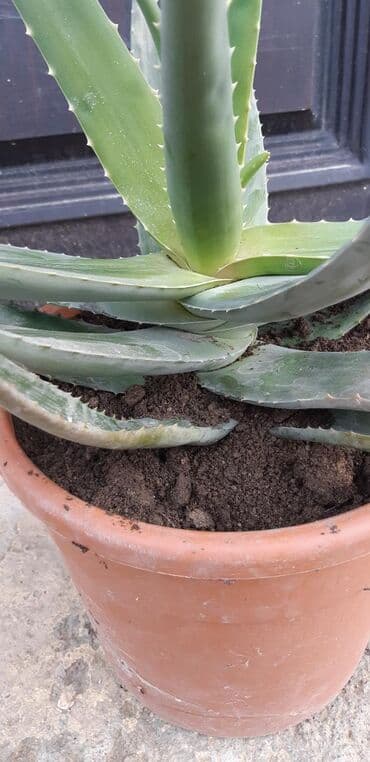 бочка 10 тонн: Müalicəvi Aloe. 7 ildən çox yaşı var.Qatlarindan belli. Uzerinde 3 kq — 2