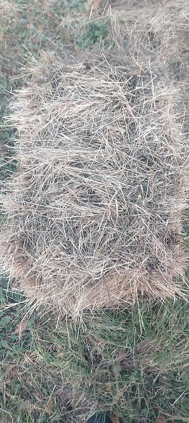 yumurtlayan heyvanlar: Salam təbii quru otdu 200 ədəd nabranda dı 3.50 qiymət istəyən olsa — 2
