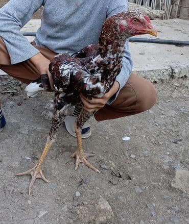 Məhsul: 6 aylıq heyratı beçə çapar damazlıq və döyüşə yararlı lalafo.az -da Məhsul: 6 aylıq heyratı beçə çapar damazlıq və döyüşə yararlı