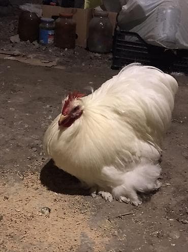 cins heyvanlar: Ağ rəngli dekorativ xoruz - Cins tipi: bantam/şəkilçi dekorativ xətt — 3