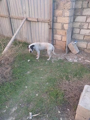 xasqi itleri: Pitbul, 1 ay, Erkek, Ödənişli çatdırılma — 4