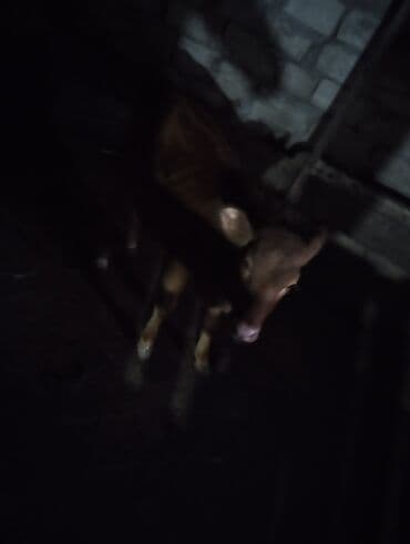 dana satişi: Damazlıq maldi 3cu qarindi 1aydi keliye gəlib yani balali satılır pul — 1